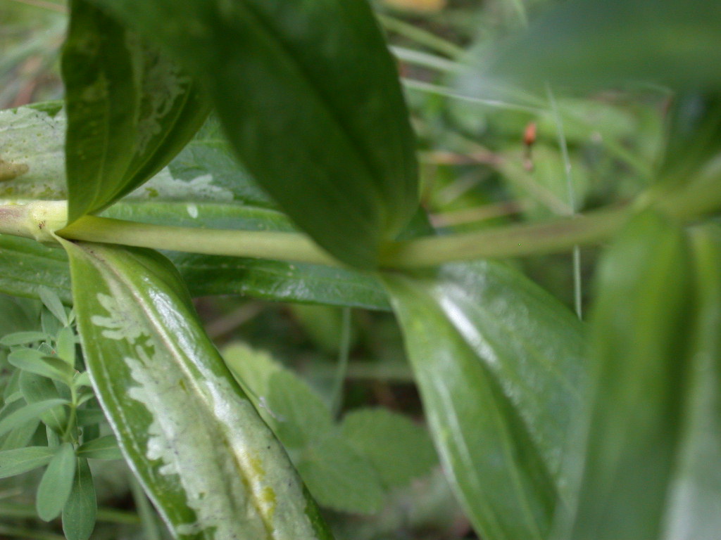 Gentiana cruciata / Genziana crociata